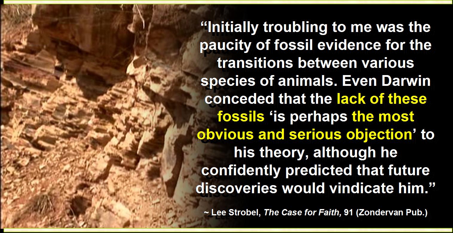 strobel-fossil.jpg